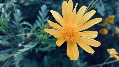 noticias_floreceterceraedicion