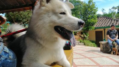 noticias_beneficios-esterilizacion